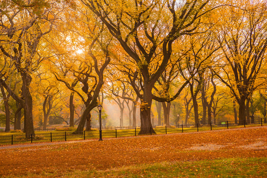 Let Look For Fall Fall is Like a Song – The Write Scribe