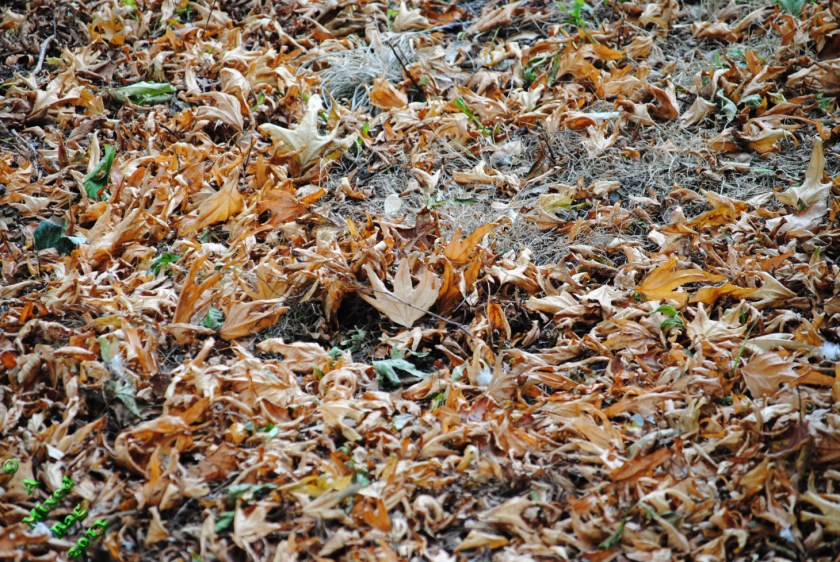 9E30930B-B7E0-49E2-97AD-4F8D39F168CF