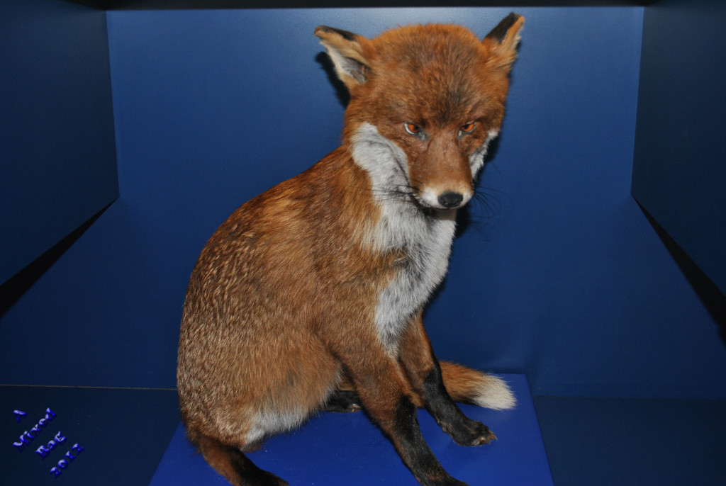 Ret Fox Rak Retribution – The Write Scribe