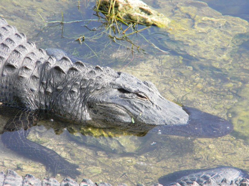 68CF8383-70D8-48AF-9841-3604CD38539A