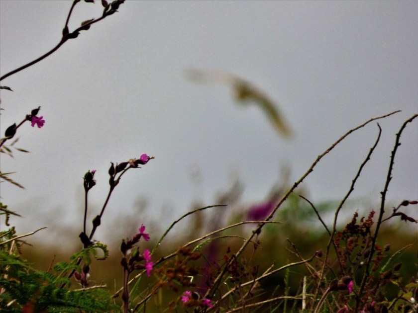 8BE9F303-0F1D-42DC-9055-7A221D62338C