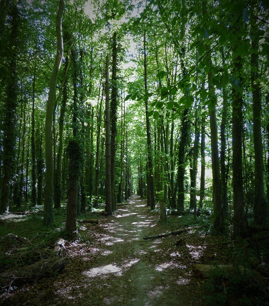 2409F95D-DF3B-4360-B77D-7A9A2D9C151B