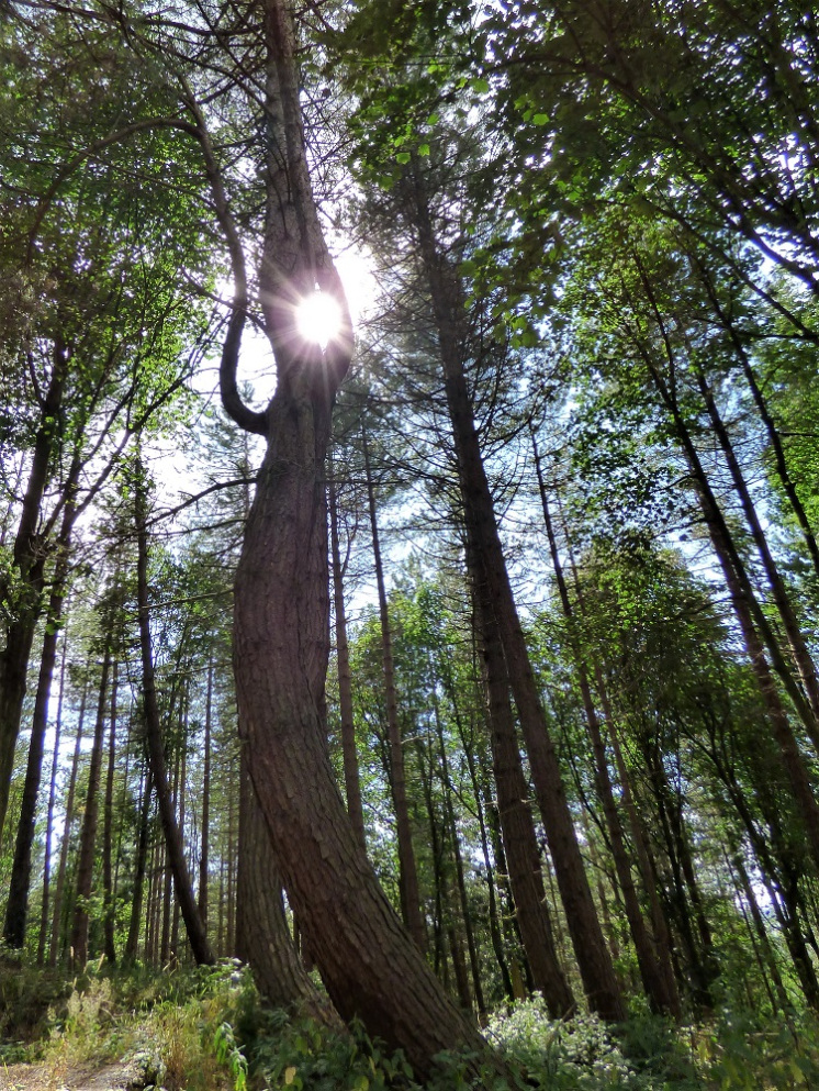 EEE22D89-7030-46F9-A26B-DB6397D8DA4D